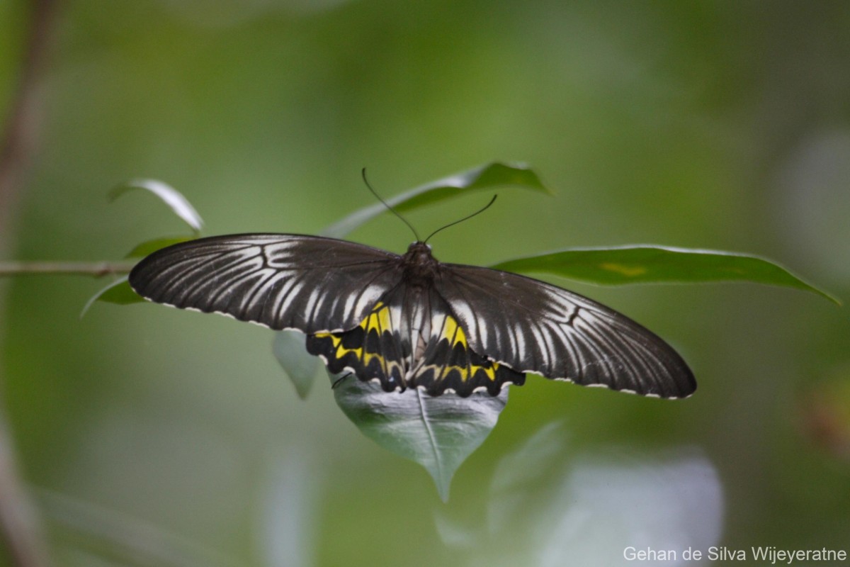 Troides darsius Gray, 1852